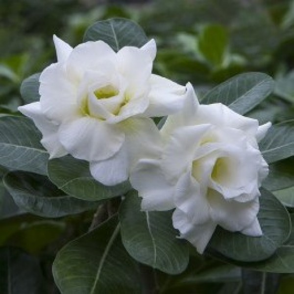 Adenium White Double Petal (Grafted) - Desert Rose Flower Plant
